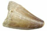 Fossil Mosasaur (Thalassotitan) Tooth - Feeding Worn Tip #353251-1